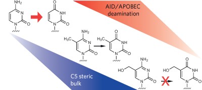 AID/APOBEC deaminases disfavor modified cytosines implicated in DNA demethylation