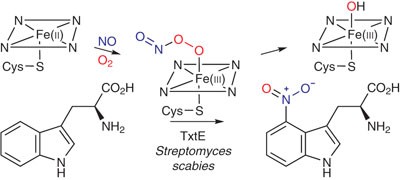 Cytochrome P450–catalyzed <span class="small-caps u-small-caps">L</span>-tryptophan nitration in thaxtomin phytotoxin biosynthesis