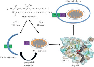 Ceramide targets autophagosomes to mitochondria and induces lethal mitophagy