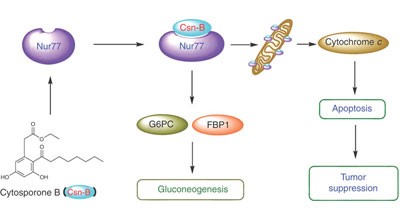 Cytosporone B is an agonist for nuclear orphan receptor Nur77