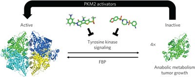 Pyruvate kinase M2 activators promote tetramer formation and suppress tumorigenesis
