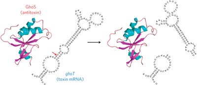 A new type V toxin-antitoxin system where mRNA for toxin GhoT is cleaved by antitoxin GhoS