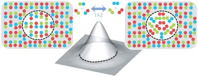 The physical state of lipid substrates provides transacylation specificity for tafazzin