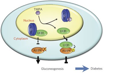 The orphan nuclear receptor Nur77 regulates LKB1 localization and activates AMPK