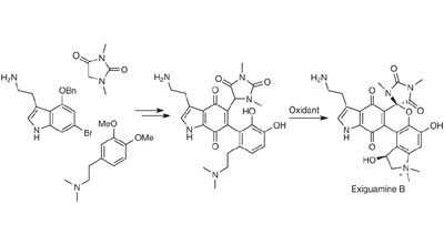 Biomimetic synthesis of the IDO inhibitors exiguamine A and B
