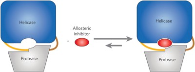 Discovery of an allosteric mechanism for the regulation of HCV NS3 protein function