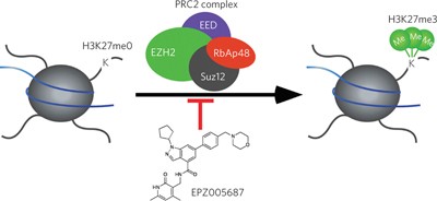 A selective inhibitor of EZH2 blocks H3K27 methylation and kills mutant lymphoma cells