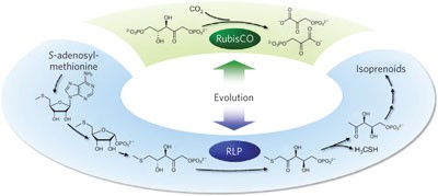 A RubisCO-like protein links SAM metabolism with isoprenoid biosynthesis