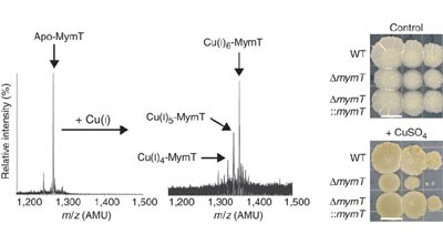 Identification of a copper-binding metallothionein in pathogenic mycobacteria