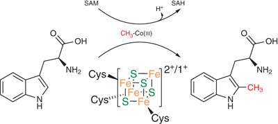 Thiostrepton tryptophan methyltransferase expands the chemistry of radical SAM enzymes