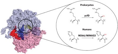 Oxygenase-catalyzed ribosome hydroxylation occurs in prokaryotes and humans