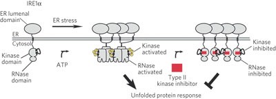 Divergent allosteric control of the IRE1α endoribonuclease using kinase inhibitors