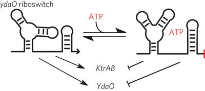 The <i>ydaO</i> motif is an ATP-sensing riboswitch in <i>Bacillus subtilis</i>