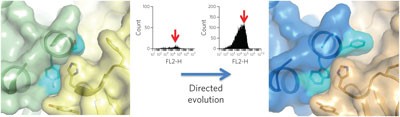 Redirecting cell-type specific cytokine responses with engineered interleukin-4 superkines