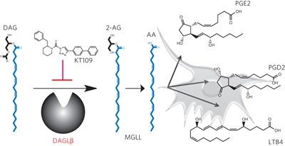 DAGLβ inhibition perturbs a lipid network involved in macrophage inflammatory responses