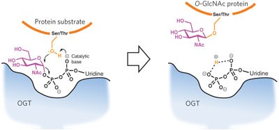 <i>O</i>-GlcNAc transferase invokes nucleotide sugar pyrophosphate participation in catalysis