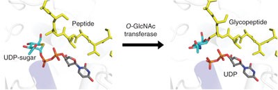 Structural snapshots of the reaction coordinate for <i>O</i>-GlcNAc transferase