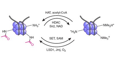 Chemical probes for histone-modifying enzymes