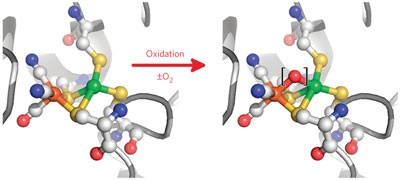 O<sub>2</sub>-independent formation of the inactive states of NiFe hydrogenase