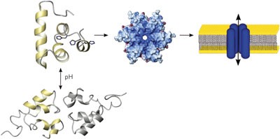 Structure and function of a unique pore-forming protein from a pathogenic acanthamoeba