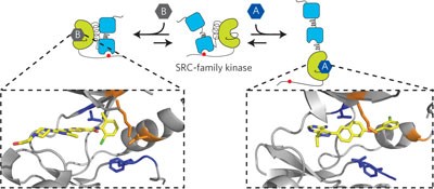 Active site profiling reveals coupling between domains in SRC-family kinases
