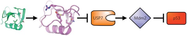 Conformational stabilization of ubiquitin yields potent and selective inhibitors of USP7