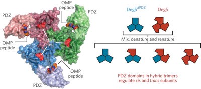 Allosteric regulation of DegS protease subunits through a shared energy landscape