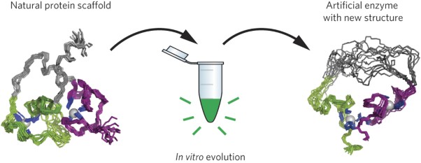 Structure and dynamics of a primordial catalytic fold generated by <i>in vitro</i> evolution