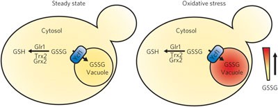 Multiple glutathione disulfide removal pathways mediate cytosolic redox homeostasis