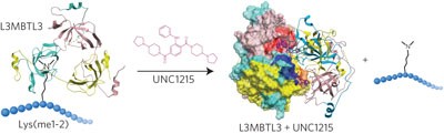 Discovery of a chemical probe for the L3MBTL3 methyllysine reader domain
