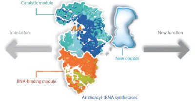 Essential nontranslational functions of tRNA synthetases