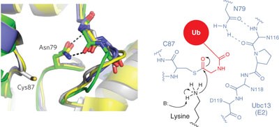 A conserved asparagine has a structural role in ubiquitin-conjugating enzymes