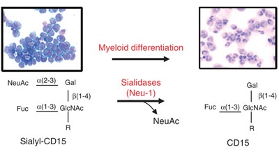 CD15 expression in human myeloid cell differentiation is regulated by sialidase activity