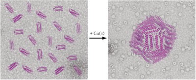 Re-engineering protein interfaces yields copper-inducible ferritin cage assembly