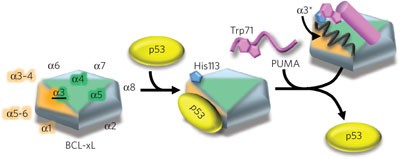 PUMA binding induces partial unfolding within BCL-xL to disrupt p53 binding and promote apoptosis