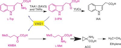 Coordination of auxin and ethylene biosynthesis by the aminotransferase VAS1