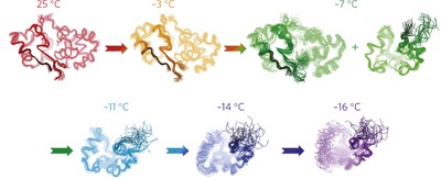 Cold denaturation of a protein dimer monitored at atomic resolution