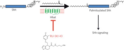Inhibitors of Hedgehog acyltransferase block Sonic Hedgehog signaling