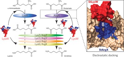 Lysine and arginine biosyntheses mediated by a common carrier protein in <i>Sulfolobus</i>