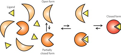 A single-molecule dissection of ligand binding to a protein with intrinsic dynamics