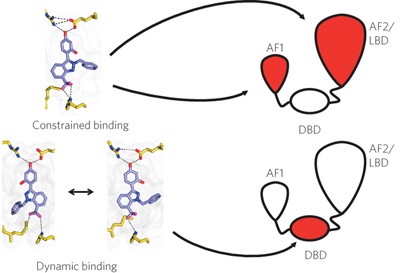 Ligand-binding dynamics rewire cellular signaling via estrogen receptor-α