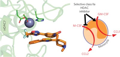 Selective class IIa histone deacetylase inhibition via a nonchelating zinc-binding group