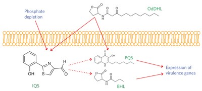 A cell-cell communication signal integrates quorum sensing and stress response