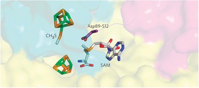 Two Fe-S clusters catalyze sulfur insertion by radical-SAM methylthiotransferases