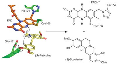 A concerted mechanism for berberine bridge enzyme