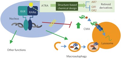 Chemical modulation of chaperone-mediated autophagy by retinoic acid derivatives