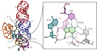 Structure of a class II preQ<sub>1</sub> riboswitch reveals ligand recognition by a new fold