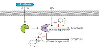 Chemical genetics reveals a kinase-independent role for protein kinase R in pyroptosis