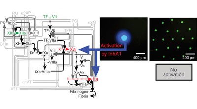 Spatial localization of bacteria controls coagulation of human blood by 'quorum acting'