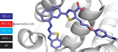 Structure-guided design of a selective BCL-X<sub>L</sub> inhibitor